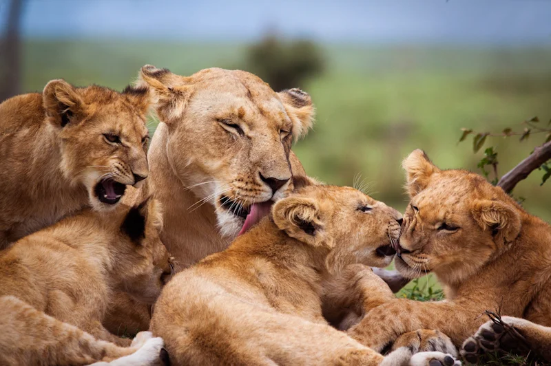 Enjoy a safari excursion on the Western Cape, South Africa with Golf Planet Holidays